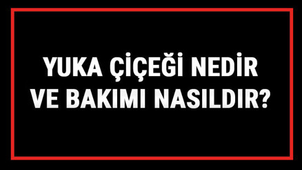 Yuka Çiçeği Nedir Ve Bakımı Nasıldır Yuka Çiçeği Anlamı, Özellikleri, Faydaları Ve Yetiştiriciliği Yuka Çiçeği Nedir Ve Bakımı Nasıldır Yuka Çiçeği Anlamı, Özellikleri, Faydaları Ve Yetiştiriciliği