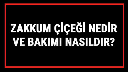 Zakkum Çiçeği Nedir Ve Bakımı Nasıldır Zakkum Çiçeği Anlamı, Özellikleri, Faydaları Ve Yetiştiriciliği