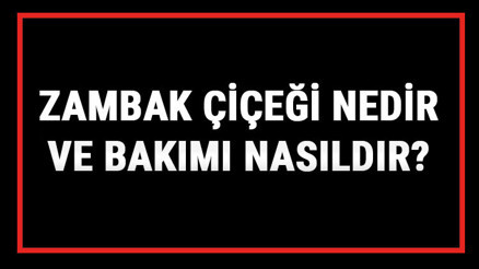 Zambak Çiçeği Nedir Ve Bakımı Nasıldır Zambak Çiçeği Anlamı, Özellikleri, Faydaları Ve Yetiştiriciliği
