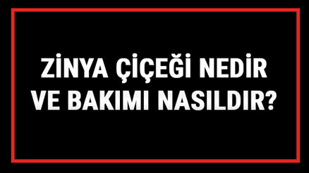 Zinya Çiçeği Nedir Ve Bakımı Nasıldır Zinya (Kirli Hanım) Çiçeği Anlamı, Özellikleri, Faydaları Ve Yetiştiriciliği