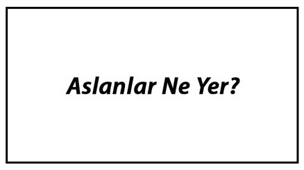 Aslanlar Ne Yer Yavru Aslan Nasıl Beslenir Ve Aslanların En Çok Sevdiği Besinler Neler