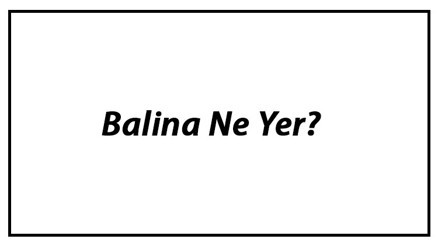Balina Ne Yer Balinalar Nasıl Beslenir Ve En Çok Sevdiği Besinler Neler