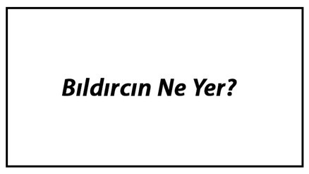 Bıldırcın Ne Yer Bıldırcınlar Nasıl Beslenir Ve En Çok Sevdiği Besinler Neler