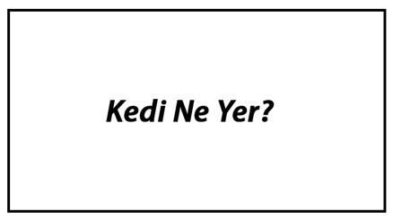 Kedi Ne Yer Yavru Kediler Nasıl Beslenir Ve Kedilerin En Çok Sevdiği Besinler Neler