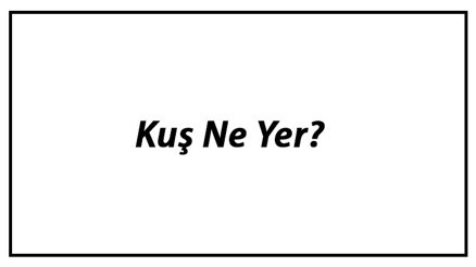 Kuş Ne Yer Yavru Kuşlar Nasıl Beslenir Ve Kuşların En Çok Sevdiği Besinler Neler
