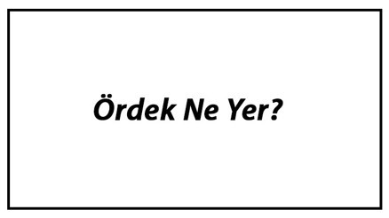 Ördek Ne Yer Yavru Ördekler Nasıl Beslenir Ve Ördeklerin En Çok Sevdiği Besinler Neler