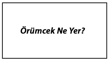 Örümcek Ne Yer Örümcekler Nasıl Beslenir Ve En Çok Sevdiği Besinler Neler