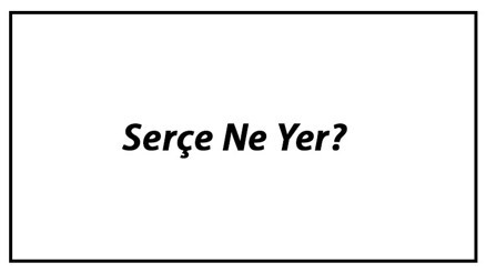 Serçe Ne Yer Yavru Serçeler Nasıl Beslenir Ve Serçelerin En Çok Sevdiği Besinler Neler