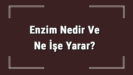 Enzim Nedir Ve Ne İşe Yarar Enzim Özellikleri Ve Görevleri Neler