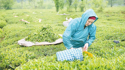 Yaş çay hasadı 17 Mayıs’ta başlıyor