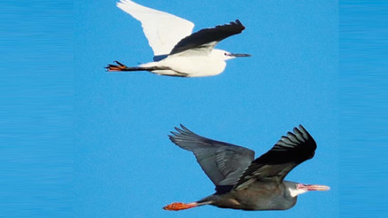 Hoş geldin kıyı balıkçılı