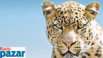 Anadolu parsı, benekleri ve tüm ayrıntılarıyla ilk kez görüntülendi