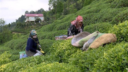 Çay göçü ile gelen 30 bin kişiye uyarı Çay göçü ile gelen 30 bin kişiye uyarı