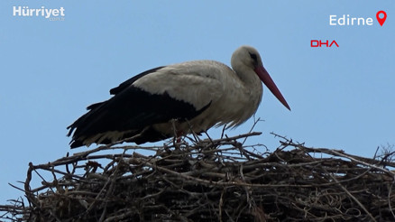 Edirnede tarihi yapılar leyleklere yuva oldu
