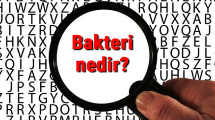 Bakteri nedir ve özellikleri nelerdir Bakteri çeşitleri ve isimleri Bakteri nedir ve özellikleri nelerdir Bakteri çeşitleri ve isimleri