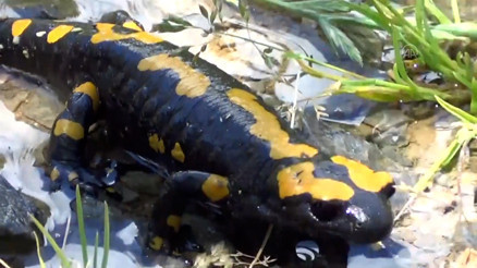 Nesli tehdit altında olan sarı benekli semender Amanoslarda görüldü