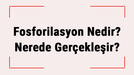 Fosforilasyon Nedir Nerede Gerçekleşir Fosforilasyon Tepkimesi Tüm Canlılarda Ortak Mıdır Fosforilasyon Nedir Nerede Gerçekleşir Fosforilasyon Tepkimesi Tüm Canlılarda Ortak Mıdır