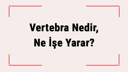 Vertebra Nedir, Ne İşe Yarar Servikal, Lomber Vertebra Neresi Vertebra Kaç Tanedir