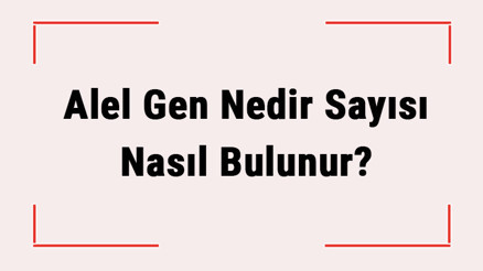 Alel Gen Nedir Sayısı Nasıl Bulunur Alel Gen Nerede Bulunur Alel Gen Özellikleri Alel Gen Nedir Sayısı Nasıl Bulunur Alel Gen Nerede Bulunur Alel Gen Özellikleri