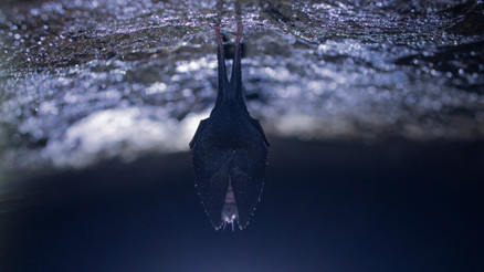 Covid-19un kaynağı laboratuvar sızıntısı Komplo teorisi deniyordu ciddi bir ihtimale dönüştü