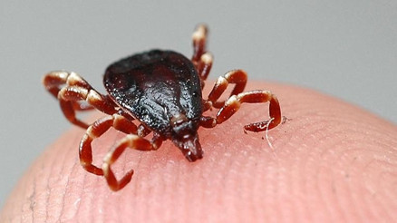 Kene kâbusu yine başladı