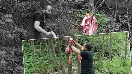 Son dakika haberleri: Trabzonda ağaçta sakatat çözümü.. Görenler bir daha bakıyor