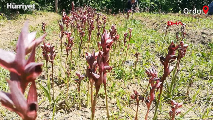 Bahçesinde fındıkla birlikte kilosu 150 liraya çıkan salep üretiyor Bahçesinde fındıkla birlikte kilosu 150 liraya çıkan salep üretiyor