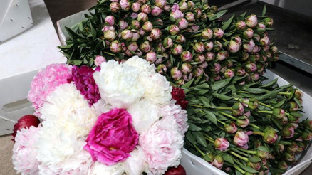 Şakayık Yalovadan yurdun dört bir yanına gönderiliyor