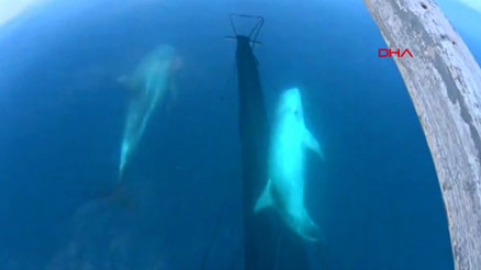 Kılıç balığı avında boz yunusları görüntülediler