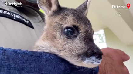 Boluda bulunan yavru karaca Sevimli emin ellerde Boluda bulunan yavru karaca Sevimli emin ellerde
