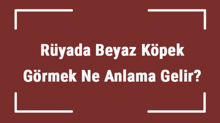 Rüyada Beyaz Köpek Görmek Ne Anlama Gelir Rüyada Beyaz Köpek Saldırması Ve Kovalaması Tabiri Rüyada Beyaz Köpek Görmek Ne Anlama Gelir Rüyada Beyaz Köpek Saldırması Ve Kovalaması Tabiri