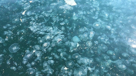 Müsilajdan sonra bir kabus daha: “Artık ağ atmak istemiyoruz” Müsilajdan sonra bir kabus daha: “Artık ağ atmak istemiyoruz”