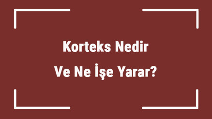 Korteks Nedir Ve Ne İşe Yarar Korteks Görevleri Nelerdir Ve Korteks Tabakası Hakkında Bilgi