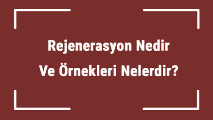 Rejenerasyon Nedir Ve Örnekleri Nelerdir Rejenerasyon İle Üreyen Hayvanlar Ve Örnekleri