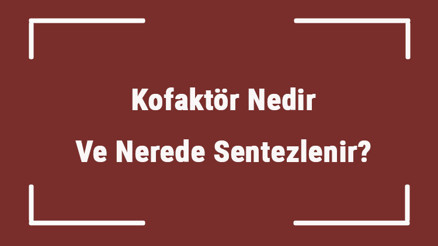 Kofaktör Nedir Ve Nerede Sentezlenir Kofaktör Organik Midir İnorganik Midir