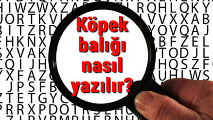 Köpek balığı nasıl yazılır TDKya göre bitişik mi ayrı mı yazılır Köpek balığı yazımı