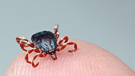 40 yıl sonra teşhis: Kene