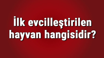 İlk evcilleştirilen hayvan hangisidir İlk evcilleştirilen hayvanın grubu ve türü nedir İlk evcilleştirilen hayvan hangisidir İlk evcilleştirilen hayvanın grubu ve türü nedir