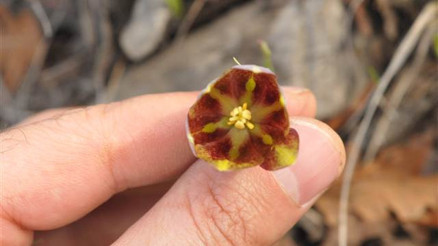 Amanos Dağlarında ters lale türü keşfedildi Amanos Dağlarında ters lale türü keşfedildi