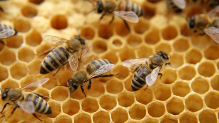 Arı zehrinin cilt üzerine etkisi Arı zehrinin cilt üzerine etkisi