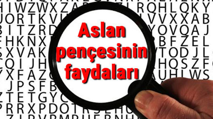 Aslan pençesinin faydaları nelerdir, ne işe yarar Aslan pençesi bitkisi veya çayı ne zaman içilmeli