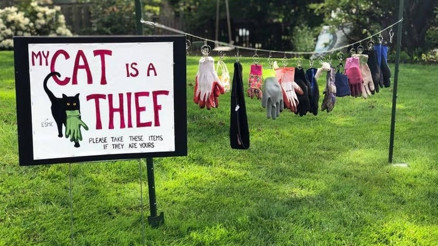 “Kedim bir hırsız”: Çalıntı eşyaları bahçesindeki ipe dizdi, sahiplerini arıyor