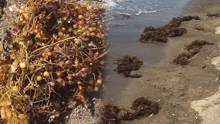 Müsilajdan sonra yeni tehlike: Sargassum Çürük yumurta gibi kokuyor... Müsilajdan sonra yeni tehlike: Sargassum Çürük yumurta gibi kokuyor...