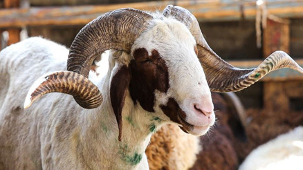 Son dakika: İstanbula kurbanlıklar ne zaman gelecek Kurban kesimi tebliği yayımlandı