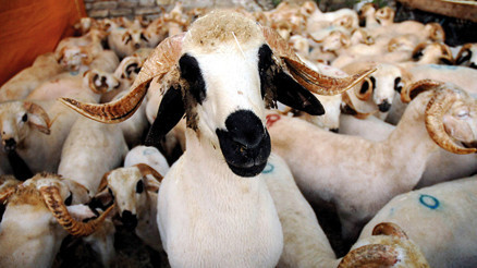 Kurban kesiminde randevulu sistem