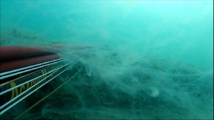 Deniz altında ürkütücü görüntü