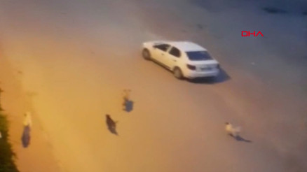 Yer Antalya... Köpekten korkan müzisyenler böyle kaçtı