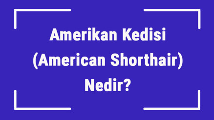 Amerikan Kedisi (American Shorthair) Nedir Amerikan Kedisinin Özellikleri, Kişiliği Ve Bakımı Nasıldır