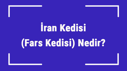 İran Kedisi (Fars Kedisi) Nedir İran Kedisinin Özellikleri, Kişiliği Ve Bakımı Nasıldır