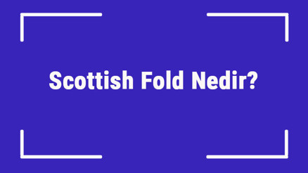 Scottish Fold Nedir İskoç Kedisi Özellikleri, Kişiliği Ve Bakımı Nasıldır